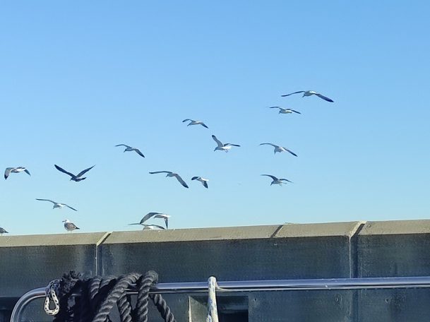 Photo de dizaines de mouettes au-dessus du bateau